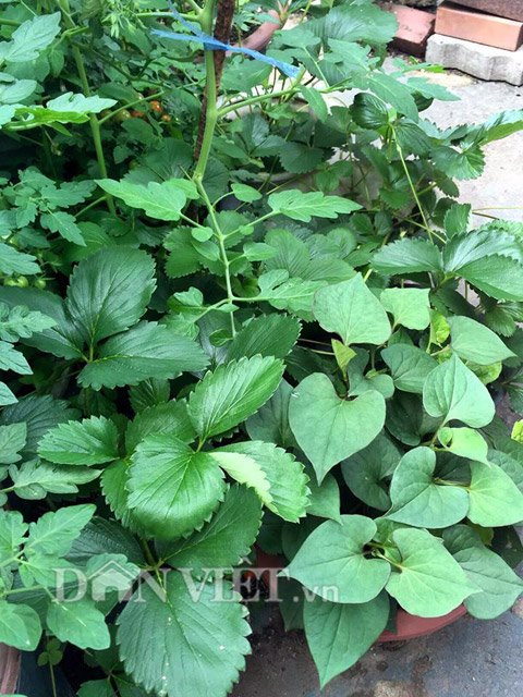 Rau diếp cá chỉ có ở Việt Nam nay đã được góp mặt trong khu vườn của nàng dâu Việt ở xứ sở kim chi.