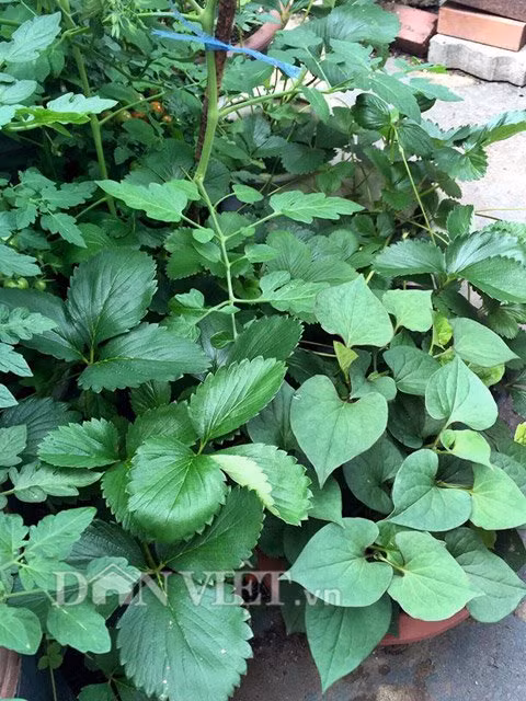 Rau diếp cá chỉ có ở Việt Nam nay đã được góp mặt trong khu vườn của nàng dâu Việt ở xứ sở kim chi.