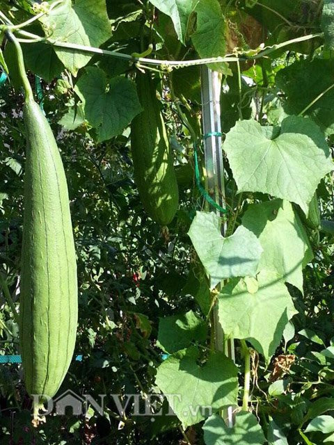 Giàn mướp sai trĩu quả nhờ phương pháp chăm sóc đúng cách của chị Hà mỗi ngày.