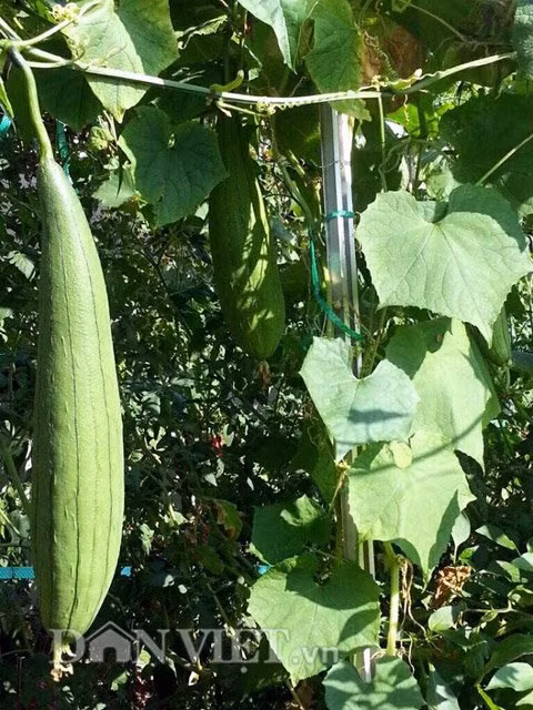 Giàn mướp sai trĩu quả nhờ phương pháp chăm sóc đúng cách của chị Hà mỗi ngày.