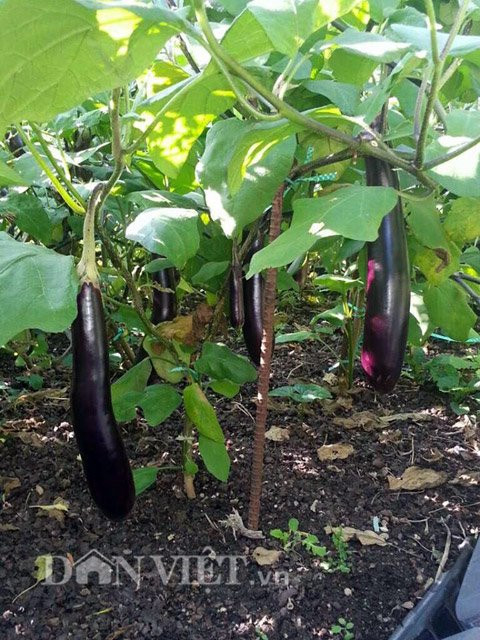 Những cây cà tím sai trĩu quả nhờ bón "thần dược" thuốc bắc mỗi ngày.