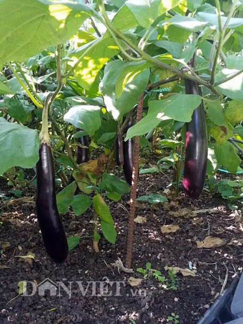 Những cây cà tím sai trĩu quả nhờ bón "thần dược" thuốc bắc mỗi ngày.
