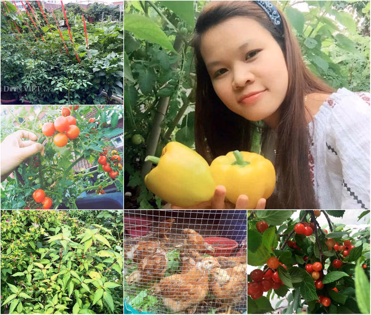 Dùng bã thuốc bắc bón cây là một trong những bí quyết để có được vườn rau quả xanh tốt quanh năm suốt tháng của bà mẹ trẻ một con Ngô Phương Hà (24 tuổi) hiện đang sinh sống tại thủ đô Seoul, Hàn Quốc.