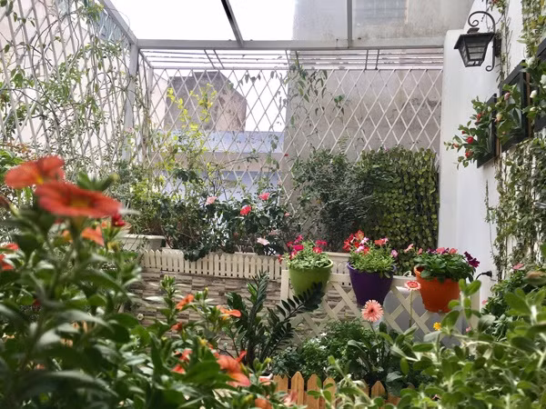 Chị Linh Chi bắt tay vào việc làm vườn hoa ban công này từ cách đây 3 năm và đã vài lần thay đổi diện mạo của khu vườn. Vì ban công ngoài trời nên để phù hợp cho các loại cây phát triển, vợ chồng chị đã phải lắp mái bằng kính và hàng rào xung quanh.