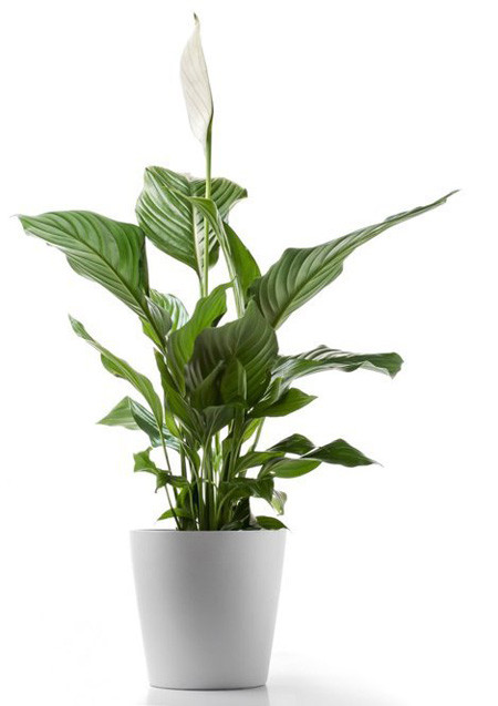 Cây lan Ý Trong số những cây trồng trong nhà được cho là tốt nhất, cây lan ý thuộc top những loài cây cảnh nên có mặt trong gia đình bạn nhất. Cây lan ý không những mang đến phong thủy tốt cho gia đình bạn mà còn có màu sắc nhã nhặn, dịu dàng, giúp lọc những chất bẩn trong không khí. Sống trong một không gian tươi sáng như vậy sẽ giúp bạn có nhiều cảm hứng hơn.