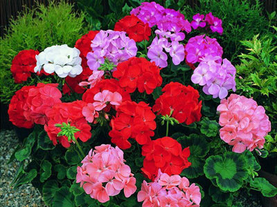 Cây phong lữ thảo Lá của hoa phong lữ có hương thơm rất dễ chịu. Tinh dầu chiết suất từ lá cây phong lữ thảo còn có thể chế biến thành nước hoa. Bạn có thể trải nghiệm chế tạo nước hoa từ loài cây trồng trong nhà này đó. Hoa phong lữ thảo đứng nở thành chùm vươn cao từ đài hoa ở thân, nổi bật lên hẳn so với tán lá phía dưới. Hoa có nhiều màu sắc khác nhau như hồng, đỏ, trắng, hồng đậm, phớt hồng và hoa đan sắc. Có thể nói, hoa phong lữ thảo không chỉ đem lại niềm hứng khởi cho bạn về mặt thị giác nhờ màu sắc đa dạng mà còn có mùi hương dịu nhẹ, giúp bạn thư thái hơn sau những giờ làm việc căng thẳng.