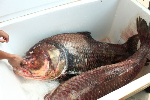 Theo chủ nhà hàng, nhu cầu người dân muốn ăn cá “khủng” rất cao nên khi đưa cặp cá hô đỏ về Hà Nội rất nhiều người dân đến hỏi mua. Trong chiều 30/11, nhà hàng đã bán được khoảng 50 % số thịt cá hô. “Thịt cá hô có nhiều lớp sụn mỏng, vừa ngon vừa dai, không bở như các loài cá khác. Hiện tại, nhà hàng đang bán với giá 3.700.000 đồng/1kg”, anh Thái nói thêm.