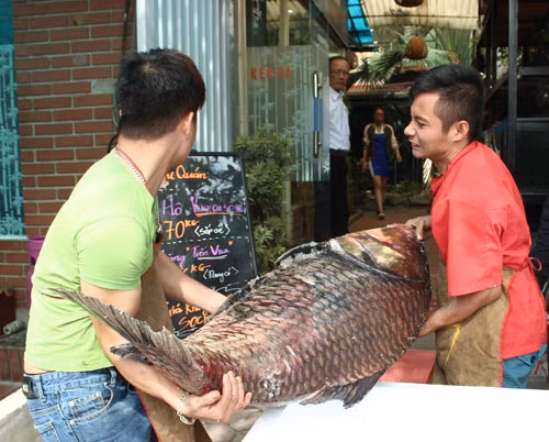 Hai người mới khiêng nổi con cá hô đỏ dài 1,4m.