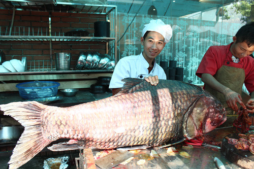 Cá hô là loài có kích thước lớn nhất trong họ cá chép, thường sinh sống ở những sông lớn như Mê Kông. Loài cá này có thể dài tới 3m, nặng khoảng 300kg. Ở Việt Nam, ngư dân thỉnh thoảng vẫn đánh bắt được loại từ vài chục kg đến hơn 1 tạ. Ở Campuchia cá hô được phong làm cá quốc gia.