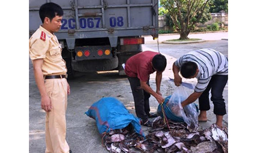 21 tấn mực khô đã mốc xanh và bốc mùi hôi khó chịu bị cơ quan chức năng phát hiện. (Ảnh: VOV).