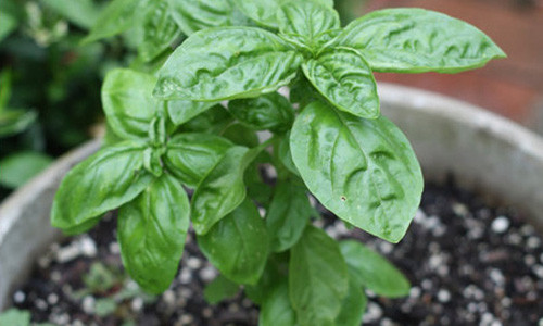 Vi sao ban nen trong it nhat 1 cay hung que