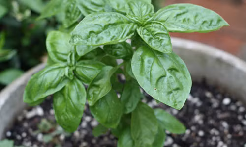 Vi sao ban nen trong it nhat 1 cay hung que