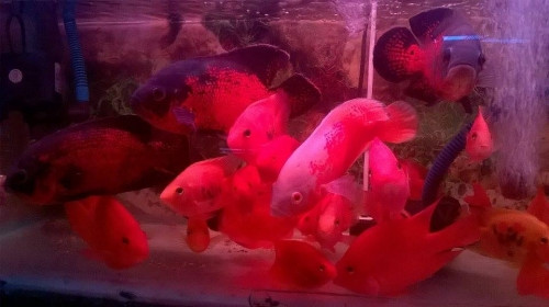 Nhiều người không tiếc tiền để sở hữu những con cá hình thù kỳ lạ dù tuổi thọ của nó có thể không cao.
