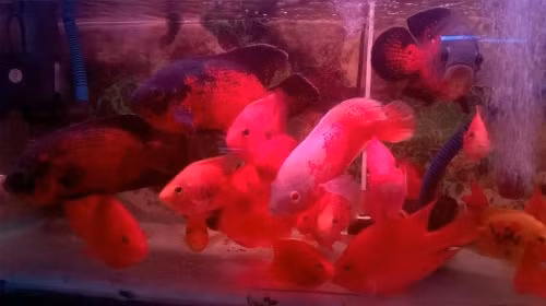 Nhiều người không tiếc tiền để sở hữu những con cá hình thù kỳ lạ dù tuổi thọ của nó có thể không cao.