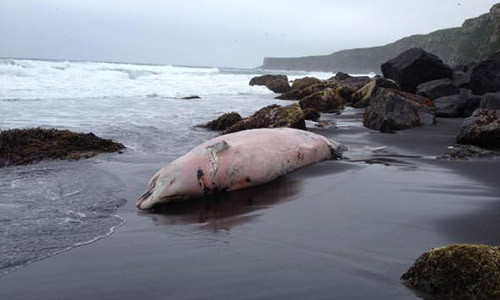 Bi an ca voi la trong truyen thuyet Nhat Ban