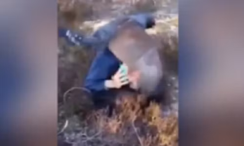 Chim la khong lo tan cong thanh nien trong rung