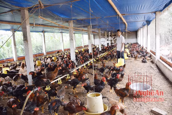 Trang trại gà thịt của anh Nguyễn Viết Tư có 4 hệ thống chuồng trại, nuôi được 7.500 con gà, tất cả đều được "đeo kính".