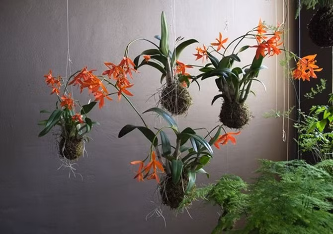 Để có được những chậu cây như thế này, bạn cần chuẩn bị chút rêu, dây thừng bện, dây sợi đay hoặc dây cotton và một số loại cây cảnh nhỏ.