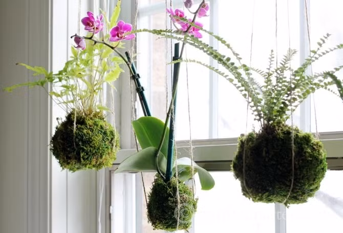 Mới xuất hiện trong vài năm gần đây, những chùm cây cảnh treo kokedama được trồng trong búi đất làm từ rêu và dây dài đã để lại không ít ấn tượng. Lấy cảm hứng từ đất nước Nhật Bản, nơi những chậu cây “lơ lửng” (kokedama) ra đời, mỗi chậu cây được làm từ đất bọc trong rêu và treo ở trên cao. Đây là phương pháp trồng cây độc đáo thay thế cho nhiều chậu cây bằng sành hay đất nung thường thấy.