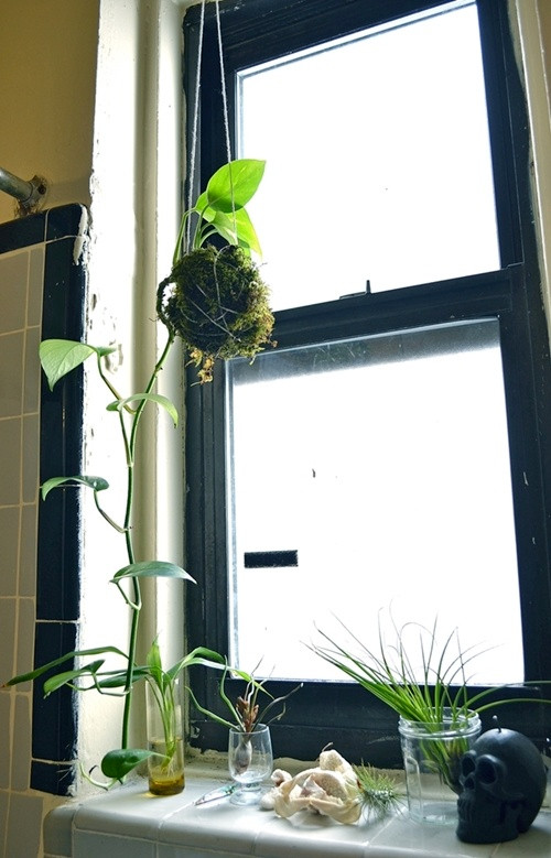 Để có được những chậu cây cảnh như thế này, bạn cần chuẩn bị chút rêu, dây thừng bện, dây sợi đay hoặc dây cotton và một số loại cây cảnh nhỏ. Chú ý tưới nước cho cây trước khi trồng vài tiếng. Gỡ cây ra khỏi chậu đang trồng (nếu có), rũ bớt đất và tỉa bớt những phần rễ quá dài. Bọc phần rễ cây đã được tỉa tót tròn trịa vào lớp rêu, bọc lại bằng dây sao cho vào dáng và chắc chắn rồi treo lên cao để trang trí.