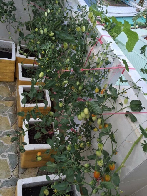 Chia sẻ với PV Báo Người Đưa Tin, Hồng Kiều cho biết cô bắt đầu trồng cây được 1 năm nay và đặc biệt thích trồng dưa lưới. Ban đầu, để có một vườn rau trên sân thượng như này, Kiều phải học kinh nghiệm trồng cây. Cô đã lên mạng tìm hiểu, kết bạn với anh chị trên diễn đàn về trồng cây quanh nhà, nghe họ chia sẻ kinh nghiệm, học hỏi từ từ. Cứ thế, vườn cây của Kiều dần dần xanh tốt.