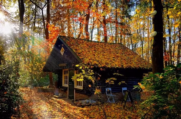 Một ngôi nhà độc đáo nằm sâu trong rừng.