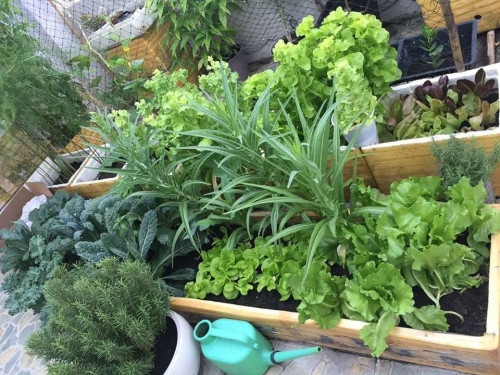 Thời gian qua, nhiều vụ thực phẩm bẩn bị phanh phui khiến người dân dấy lên sự lo ngại về thực phẩm an toàn. Theo đó, để đảm bảo ăn những thực phẩm tự tay mình trồng nhằm an toàn tuyệt đối, cô gái trẻ tên Hồng Kiều (Phú Nhuận, TP HCM) đã quyết định cải tạo lại sân thượng nhà mình thành vườn rau xanh mướt.