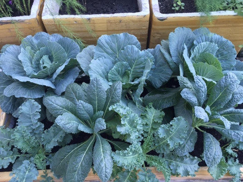 Các loại rau củ quả có trong vườn nhà bạn Hồng Kiều.