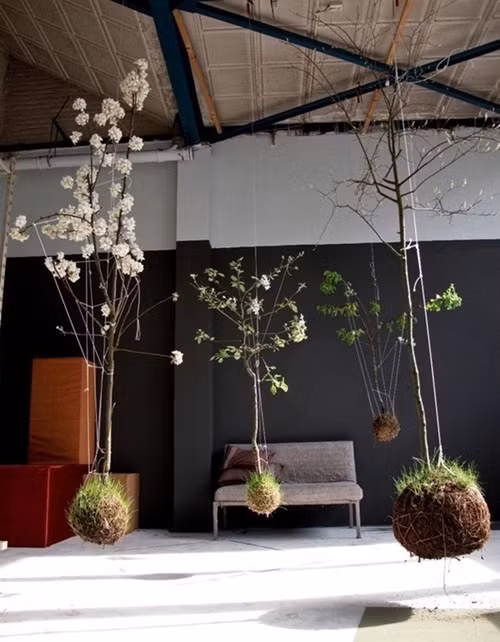 Những chậu cây treo bằng rêu này cũng có thể trở thành một món đồ trang trí riêng biệt mà không cần đến cây cảnh. Bạn sẽ cần những sợi dây đủ chắc để đưa búi đất được vào dáng, tròn trịa và chắc chắn khi được treo trên cao.