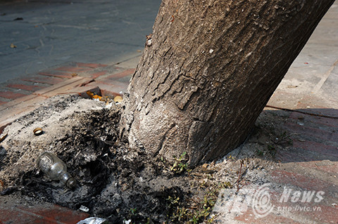 Phần rễ cây đã bị bật lên khỏi mặt đất, thành nơi hóa vàng, vứt rác của người dân.