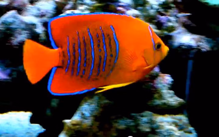 Cá thiên thần Clarion có giá 2.500 USD