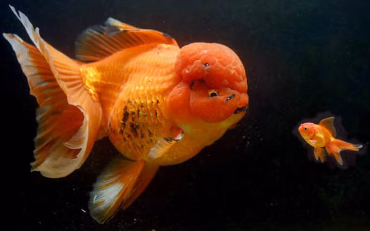 Cá vàng đầu lân với kích thước lớn và vô cùng quý hiếm được bán với giá khoảng 4.500 bảng Anh (tương đương hơn 125 triệu đồng)