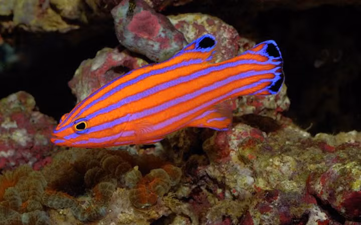 Candy Basslet là loài cá nhỏ bé với màu sắc sặc sỡ nhất trong thế giới đại dương. Giá của chú cá này khoảng 1.000 USD