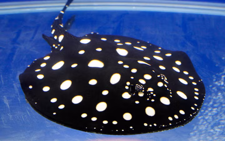 Cá đuối nước ngọt Polka Dot có giá 100.000 USD