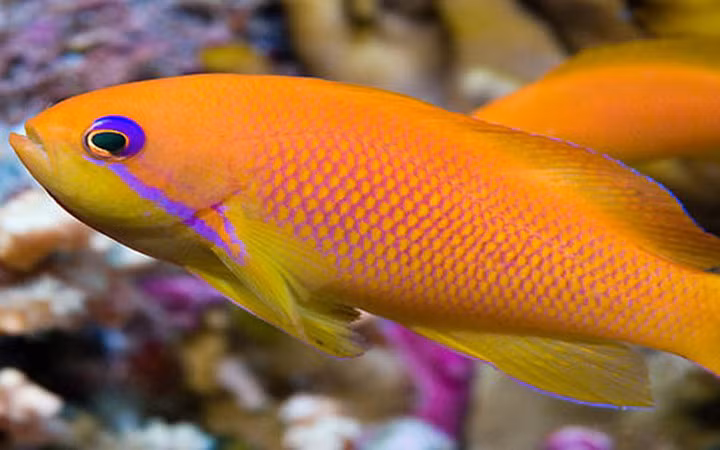 Cá Golden Basslet có giá 8.000 USD.