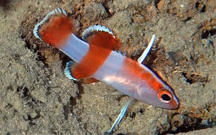 Loại cá Bladefin Basslet có ngoại hình đặc biệt, chỉ bé như ngón tay nhuwng có giá tới 10.000 USD.