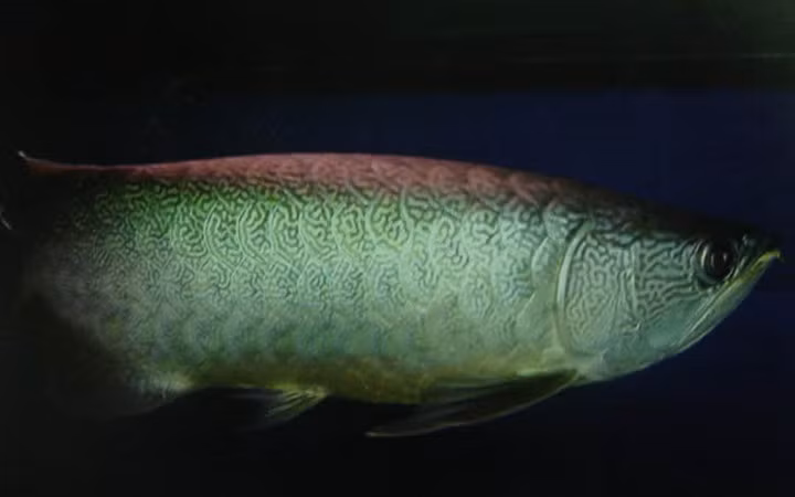 Cá Nami Green Arowana có giá 5.000 USD