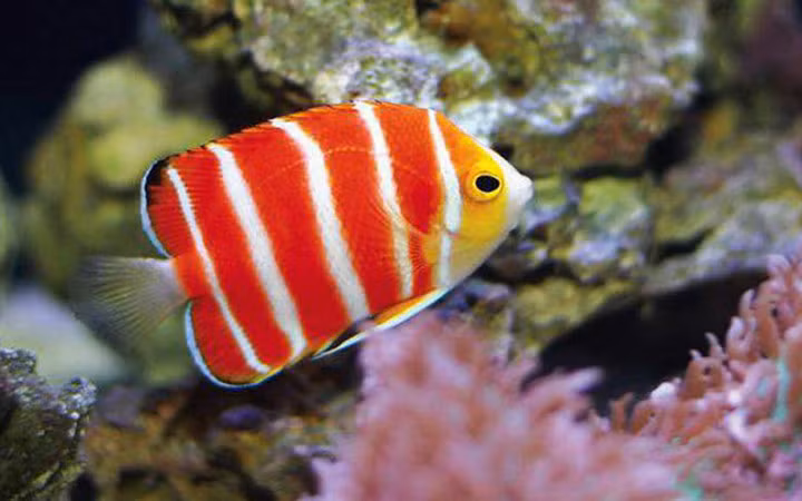 Cá thiên thần Peppermint có giá 30.000 USD.
