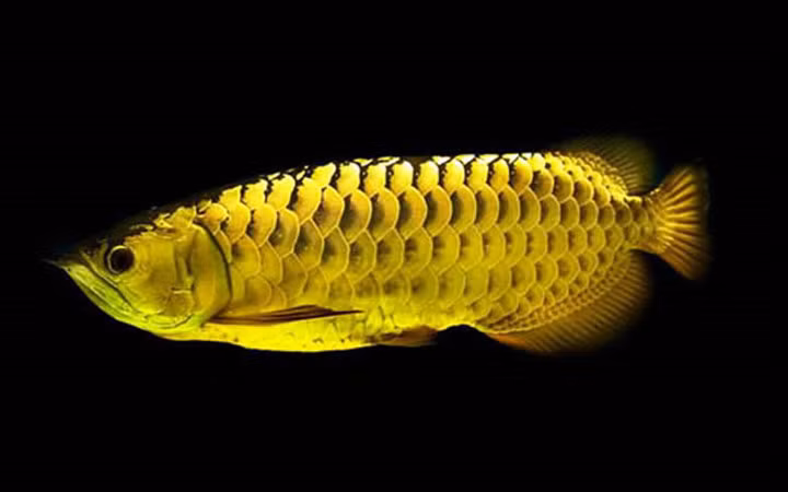 Cá Golden Crossback Arowana có giá 2.000 USD
