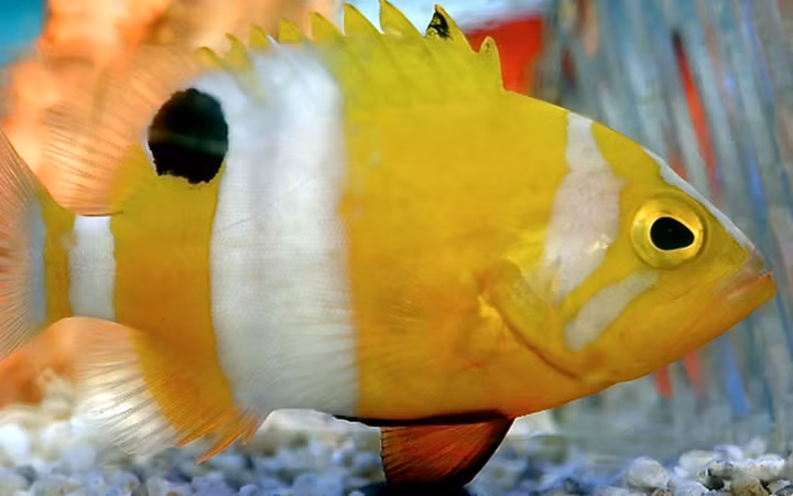 Cá Neptune Grouper có giá 6.000 USD