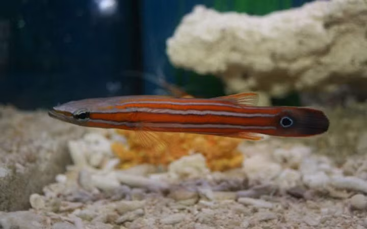 Cá Perch đầu dẹt châu Úc có giá 5.000 USD.