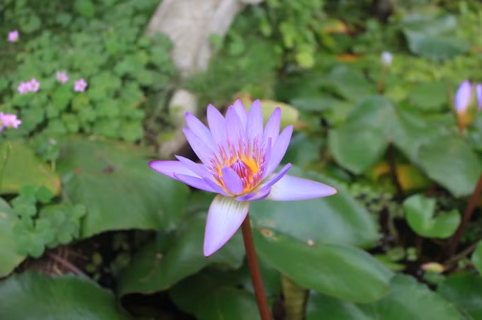 Đến thăm chùa Nôm cảm giác như mình được sống trong một thế giới khác, thanh thản và bình yên vô cùng. Nếu ngày nào đến đất Hưng Yên bạn hãy lạc cảnh Chùa Nôm một lần để yêu thêm những gì bình yên đúng như tên gọi mảnh đất con người nơi đây.