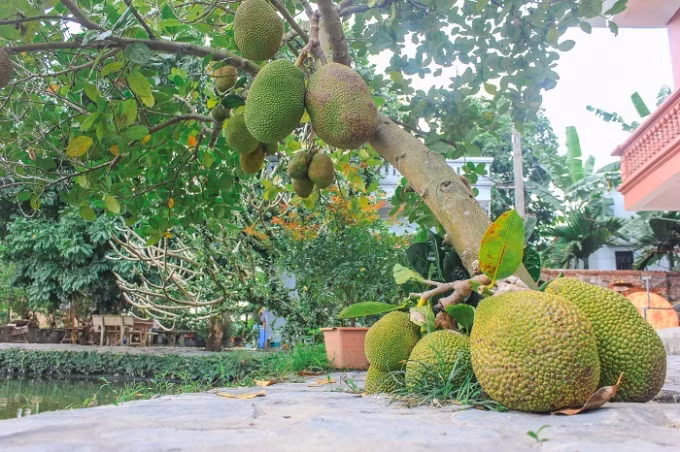 Và thăm quan các loại cây trái mà do nhà chùa chăm sóc.