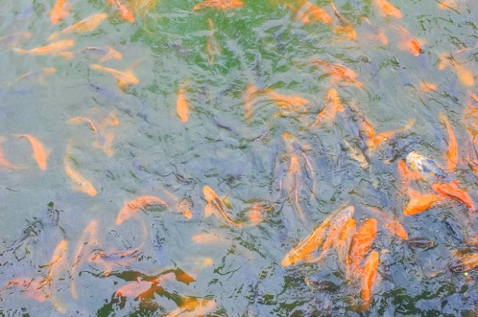 Du khách đến chùa ngoài việc thắp hương bày tỏ lòng thành kính còn có thể cho cá ăn…