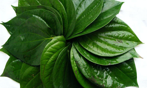 Chua nhuc dau do thay doi thoi tiet voi la trau khong