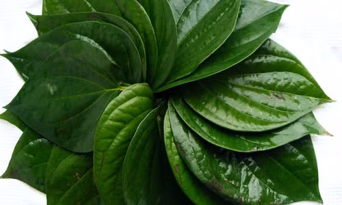 Chữa nhức đầu do thay đổi thời tiết với lá trầu không Chua nhuc dau do thay doi thoi tiet voi la trau khong