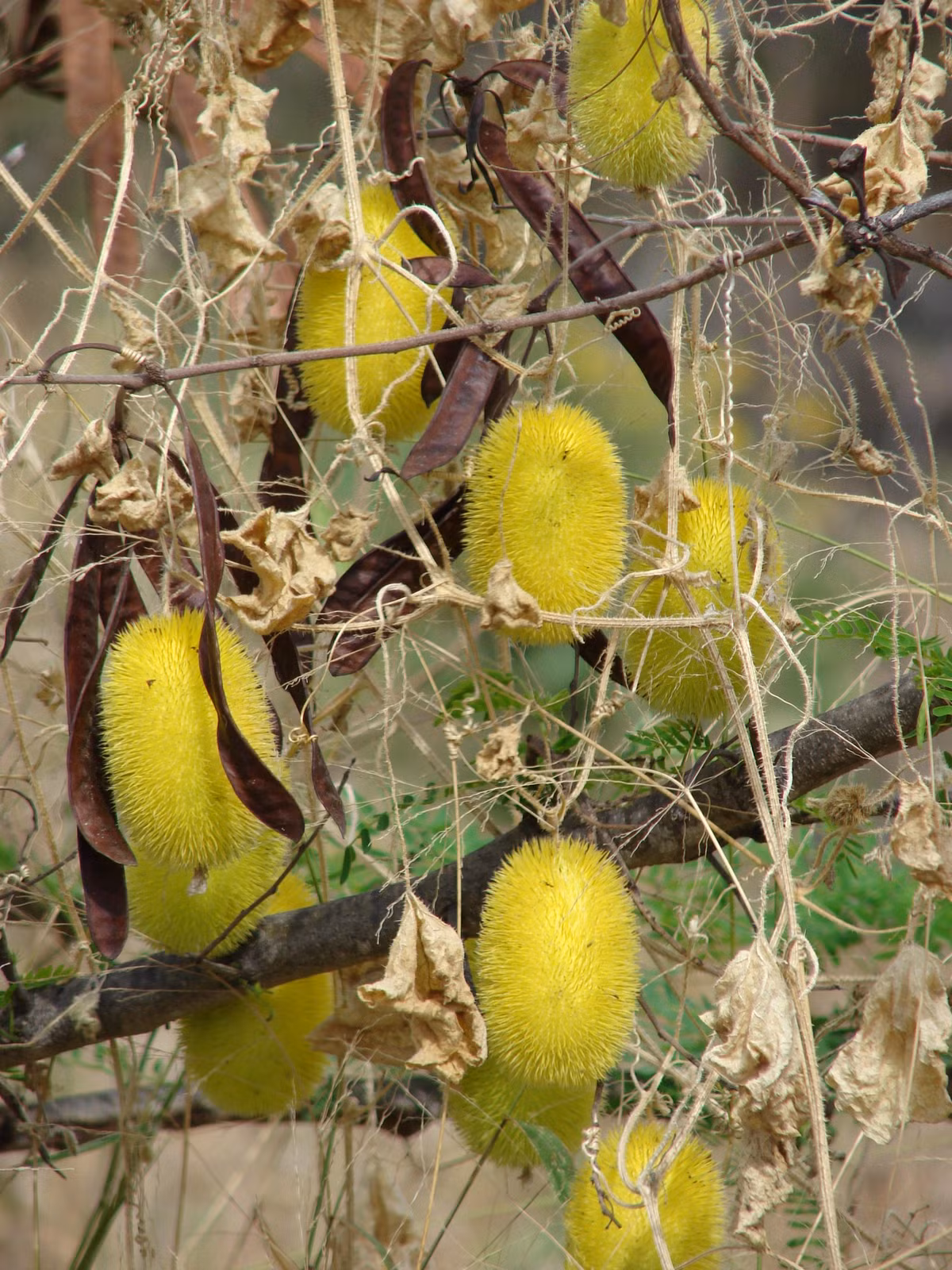 Khí hậu ấm, ẩm và nhiều nắng rất thích hợp cho việc trồng cây dưa chuột lông. Khá "dễ tính" khi trồng được ở nhiều loại đất khác nhau, chúng được đánh giá là loại thân leo không cầu kỳ về điều kiện đất trồng.