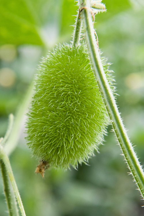 Khi trồng dưa chuột Cucumis Dipsaceus, bạn nên thường xuyên thu hoạch chúng khi trái đã chín để chúng có thể ra quả được nhiều vụ trong năm.