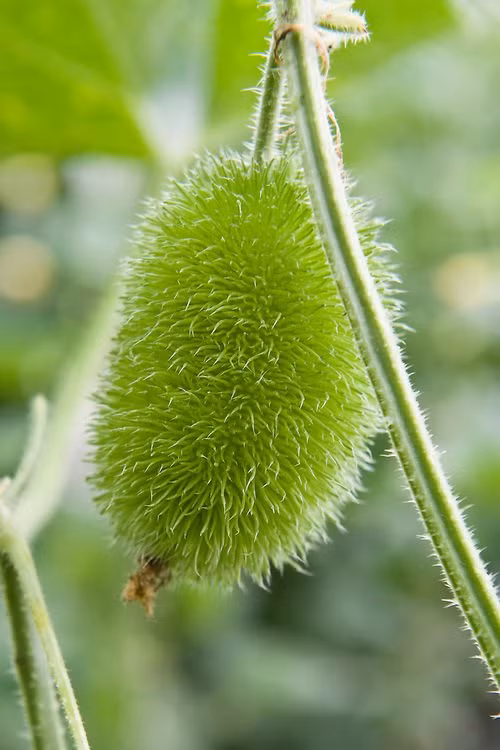 Khi trồng dưa chuột Cucumis Dipsaceus, bạn nên thường xuyên thu hoạch chúng khi trái đã chín để chúng có thể ra quả được nhiều vụ trong năm.