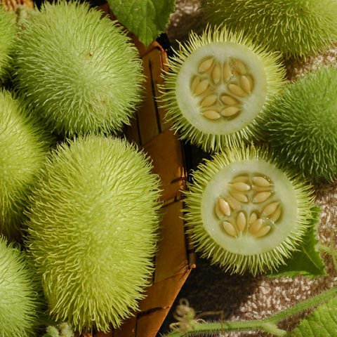 Thứ trái cây dài lông này có chiều dài khoảng 3-5cm và đường kính khoảng 2,4cm.